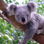 DNA from 457 koalas suggests the species nearly went extinct 100,000 years ago, before humans reached Australia