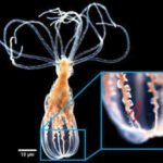 Scientists found that a sea anemone can distinguish helpful bacteria from harmful bacteria without antibodies or immune memory cells