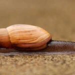 Hawaii: In 1955, Hawaii released a cannibal snail to control another invasive snail, but the predator instead helped push the islands’ rare native tree snails toward extinction