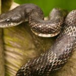 A backyard chicken owner thought hens were eating the missing eggs, but later found five chicken snakes curled up inside the nest boxes