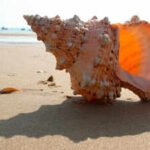 Empty seashells became the ocean’s first ready-made homes 470 million years ago, helping create an entirely new ecosystem
