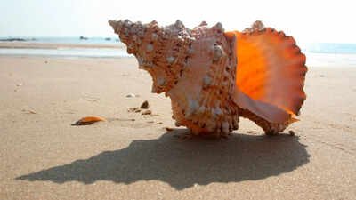 Empty seashells became the ocean’s first ready-made homes 470 million years ago, helping create an entirely new ecosystem