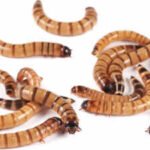 Scientists tested pet-store ‘superworms’ on animal specimens and found the beetle larvae can clean skeletons for museums without harsh chemicals or bone damage