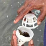 Thailand is placing young seagrass inside 3D-printed shelters because waves and hungry animals destroy it before it can grow