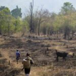 Slash-and-burn farming was blamed for destroying rainforests, but a study of 18,000 forest patches found community rules can limit clearing and allow trees to return