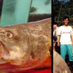The Chinese bahaba, a critically endangered fish nicknamed the ‘Panda of the Sea,’ was missing from Hong Kong for over a decade, until its DNA gave it away