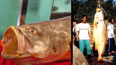 The Chinese bahaba, a critically endangered fish nicknamed the ‘Panda of the Sea,’ was missing from Hong Kong for over a decade, until its DNA gave it away