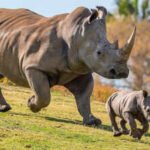 Poachers killed their mothers and left six young rhinos orphaned; after up to five years of rehabilitation, every one has now given birth in the wild