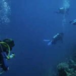 Most scuba divers believed they rarely touched reefs; underwater observers found more than 40% of contacts caused visible damage