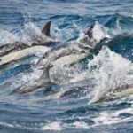 California’s ocean is up to 4°C hotter than normal; whales are disappearing, pelicans are starving and sharks are moving closer