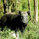 In 1802, a French explorer released pigs on Kangaroo Island; 224 years later, Australia has finally removed them