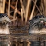 California researchers surveyed Point Reyes lagoon 19 times and found 73 pelicans killed by river otters; some birds have now begun flying away when otters approach