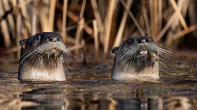 California researchers surveyed Point Reyes lagoon 19 times and found 73 pelicans killed by river otters; some birds have now begun flying away when otters approach