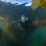 Researchers mapped 5,600km of Canada’s coast using 170 years of records; kelp persistence reached 88% in cold waters but fell to 52% in warmer sheltered areas