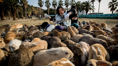 Tourist feeding helped push Japan’s famous Rabbit Island beyond its natural limits; now vegetation is stripped and wild boars are attacking rabbits