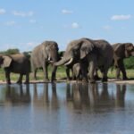 South Africa released 11 formerly captive elephants onto wild reserves; five years later, their behaviour closely matched elephants that had never lived in captivity