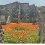 2,000 years after Pompeii vanished beneath volcanic ash in one of history’s deadliest volcanic disasters, the ancient Roman street is blooming with flowers, offering a symbol of nature’s renewal | World News