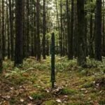 2,700-year-old sword found standing upright in a Polish forest may reveal a forgotten Bronze Age ritual | World News