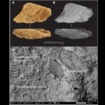 500,000-year-old elephant bone tool found in England reveals advanced early human technology | World News