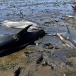 53 dolphins stranded in just two days in Massachusetts due to receding tides, now rescuers have safely returned 19 to the sea | World News