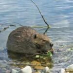In 1980, Mount St Helens buried a river valley in volcanic sediment. Then 58 beavers helped turn the wasteland into a thriving wetland