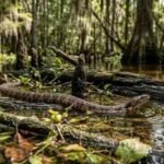 6 most snake-filled waterbodies in South Carolina: From the Savannah River to the ACE Basin | World News