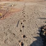 A 66-million-year-old dinosaur highway in Bolivia reveals more than 16,000 fossil footprints from the final days of the dinosaurs |