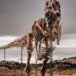 A 67-million-year-old T. rex discovered on a South Dakota ranch has sold for .1 million, becoming theA most expensive dinosaur fossil ever auctioned | World News