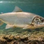 Great Lakes: In America’s Great Lakes, invasive mussels made the water look cleaner but broke the food chain; native whitefish could now vanish from some areas within five years