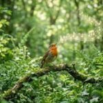 A Cambridge study shows that just 10 minutes surrounded by trees and birdsong can significantly improve mood and psychological well-being |
