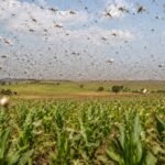 A campaign eliminated billions of sparrows to protect crops in 1958; the birds’ disappearance accidentally triggered one of history’s most devastating locust plagues | World News