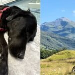 A dog ate marijuana on Scotland’s highest mountain, got too high to stand and had to be carried down by mountain rescuers | World News