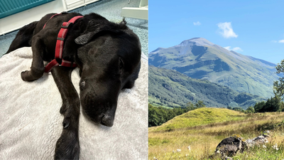 A dog ate marijuana on Scotland’s highest mountain, got too high to stand and had to be carried down by mountain rescuers | World News