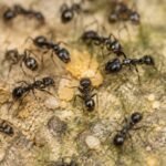 A Michelin-starred restaurant in South Korea served 49,000 ants as dessert garnish, owner faces jail | World News