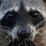 A San Francisco resident kept hearing strange noises behind the wall, days later a racoon broke into the bedroom with her newborn babies