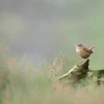 Researchers used AI to study more than 116,000 birdsong recordings from over 3,000 species and discovered that despite their huge variety, birdsongs across the world are built from only eight basic acoustic building blocks