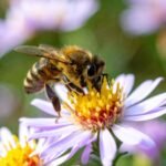 After two years of banning bee-harming pesticides, France allows their return, facing backlash from environmentalists | World News