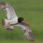 American oystercatchers were largely wiped out in New England: After a  million conservation push across 16 states, their numbers rose 45% along US coasts | World News