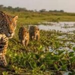 Argentina lost jaguars from its Iberá wetlands nearly 70 years ago, but conservationists have now brought the country’s largest wild cat back through an ambitious rewilding project | World News