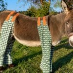 As temperatures soar, dozens of donkeys in UK are wearing pyjamas and ‘don-gerees’ to stop painful insect bites, and the clever reason is winning hearts | World News