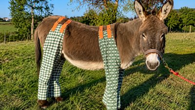 As temperatures soar, dozens of donkeys in UK are wearing pyjamas and ‘don-gerees’ to stop painful insect bites, and the clever reason is winning hearts | World News