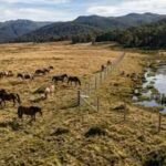Australia built a 7,000 electric fence across Wild Horse Plain, but the real reason lies beneath one of its rarest alpine wetlands | World News