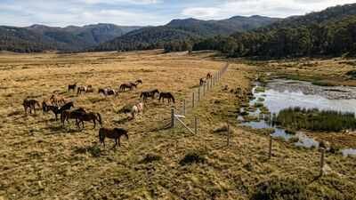 Australia built a 7,000 electric fence across Wild Horse Plain, but the real reason lies beneath one of its rarest alpine wetlands | World News