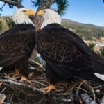 Bald eagle couple Jackie and Shadow’s viral livestream raised  million to save their California forest home from luxury development | World News
