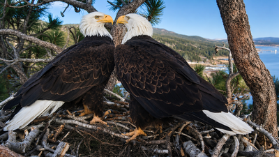 Bald eagle couple Jackie and Shadow’s viral livestream raised  million to save their California forest home from luxury development | World News