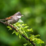 Avian Malaria Uk: Mosquito species in the UK are potential carriers of avian malaria, new study finds