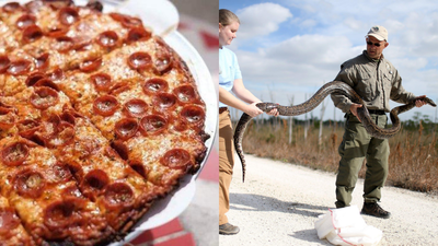 Bring a python, get a pizza: A Florida restaurant is giving away free ‘python pizza’ if you bring a Burmese python caught in the Everglades | World News