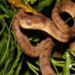 After World War II, a few snakes reached Guam; they now number up to 30,000 per square mile, and scientists found 19,000 hidden genetic changes