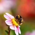 Bumblebees carry up to seven times more toxic metals than honeybees, even when feeding in the same fields; study finds |