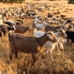 California deploys 400 goats and sheep as ‘firefighters’ to eat an invasive weed fuelling wildfires and threatening native ecosystems | World News